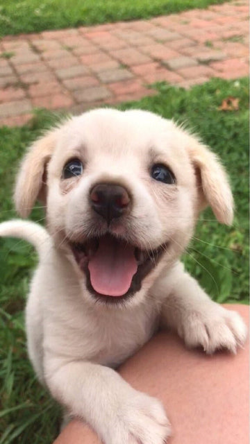 Sweet Innocence - Puppies Make Me Happy