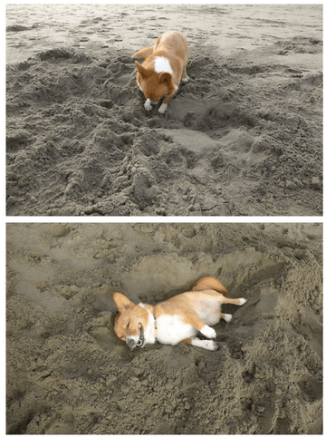 Completely and Utterly Satisfied - Puppies Make Me Happy