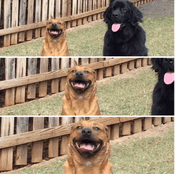 When Bae Comes Over - Puppies Make Me Happy