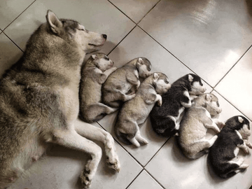 Like Mommy Like Daughter and Son - Puppies Make Me Happy