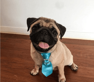 You're Hired! - Puppies Make Me Happy