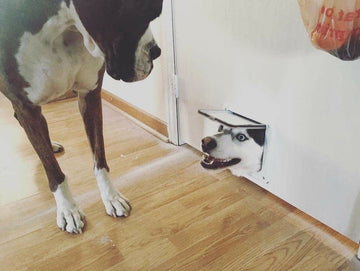 Can You Come Out and Play? - Puppies Make Me Happy