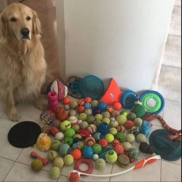 Go Fetch! - Puppies Make Me Happy