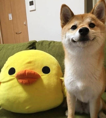 DUCK DUCK. - Puppies Make Me Happy