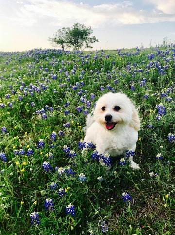 Spring Has Sprung! - Puppies Make Me Happy