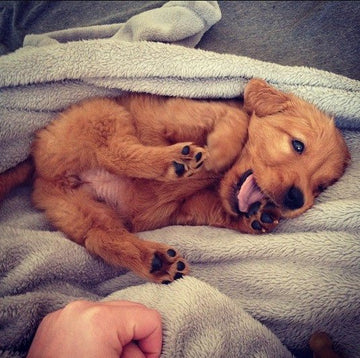 Perfect Tuesday Morning - Puppies Make Me Happy