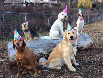 Where's My Invite - Puppies Make Me Happy