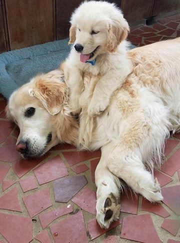 Just Like Dad! - Puppies Make Me Happy