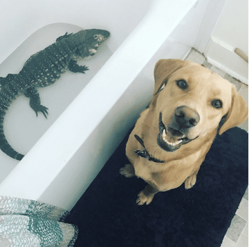 BFF's Furever - Puppies Make Me Happy