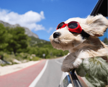 All My Bags Are Packed - Puppies Make Me Happy