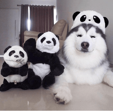 Panda, Panda... - Puppies Make Me Happy