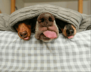 Sleepover's With Your Besties - Puppies Make Me Happy