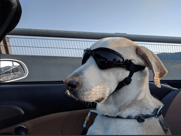 Hop In! - Puppies Make Me Happy