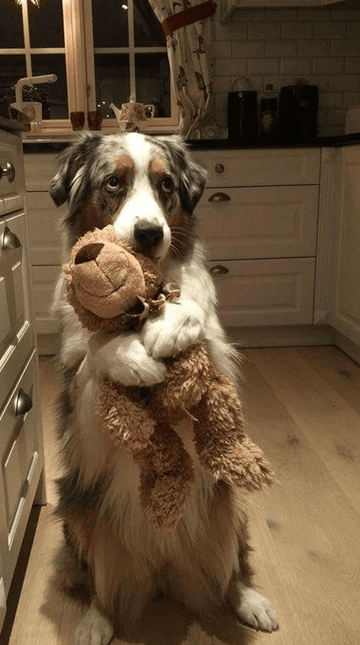 Get The Heck Outta Here - Puppies Make Me Happy