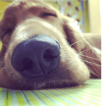 Thanksgiving Day Coma - Puppies Make Me Happy