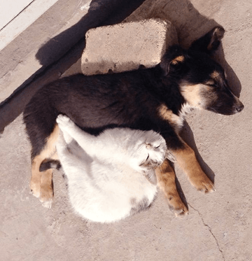 Ying Yang - Puppies Make Me Happy