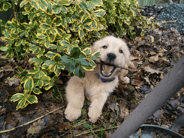 Smiles for Miles - Puppies Make Me Happy