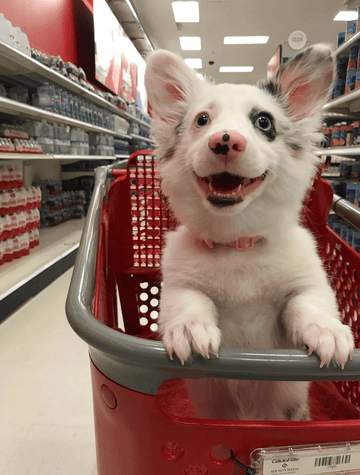 Smile! It's Friday! - Puppies Make Me Happy