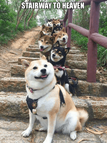 Stairway To Heaven - Puppies Make Me Happy
