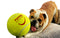 dsds Biggie playing with the new puppies fitness big tennis ball shop now