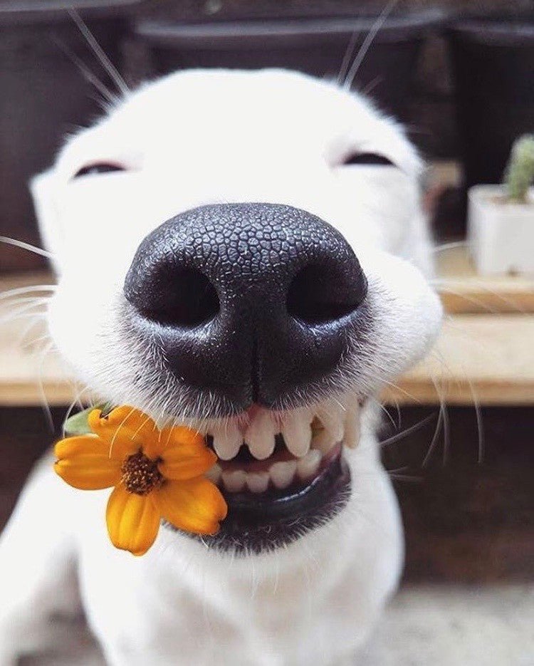 Smile Puppies, It's Summer! - Puppies Make Me Happy