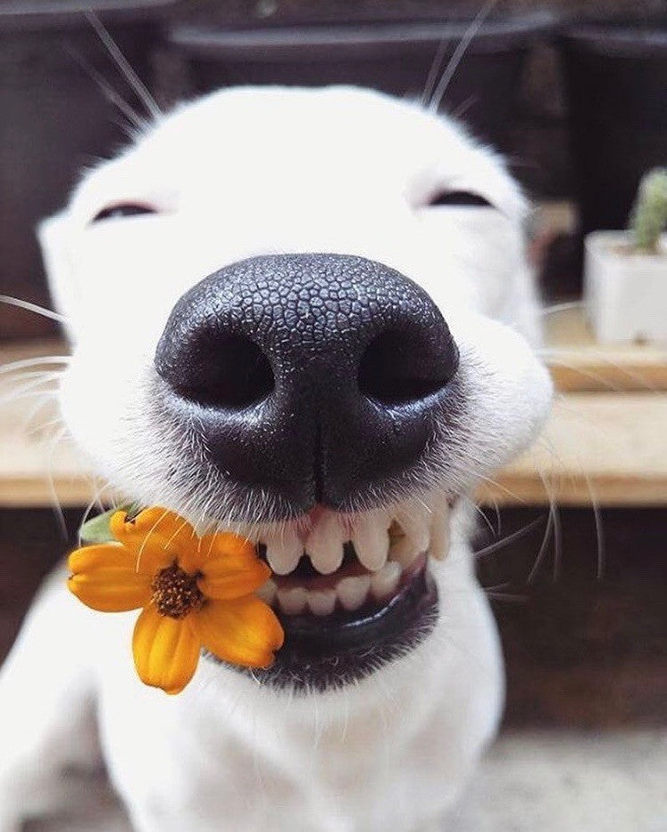 Smile Puppies, It's Summer!