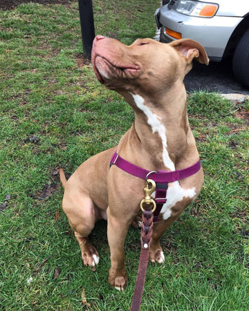 What's Her Name? - Puppies Make Me Happy