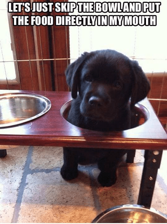 Precisely Pup - Puppies Make Me Happy