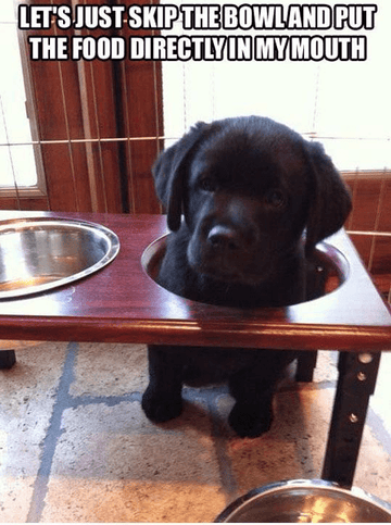 Precisely Pup - Puppies Make Me Happy