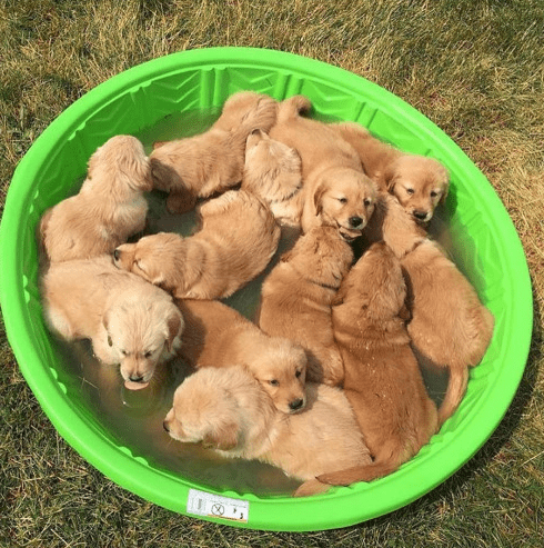 A Pool Full Of Puppies - Puppies Make Me Happy