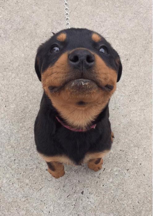 There Are Good Boys - Puppies Make Me Happy