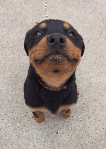 There Are Good Boys - Puppies Make Me Happy