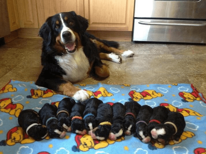 This Proud Mama - Puppies Make Me Happy