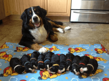 This Proud Mama - Puppies Make Me Happy