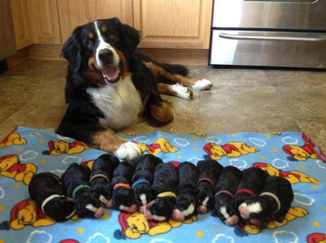 This Proud Mama