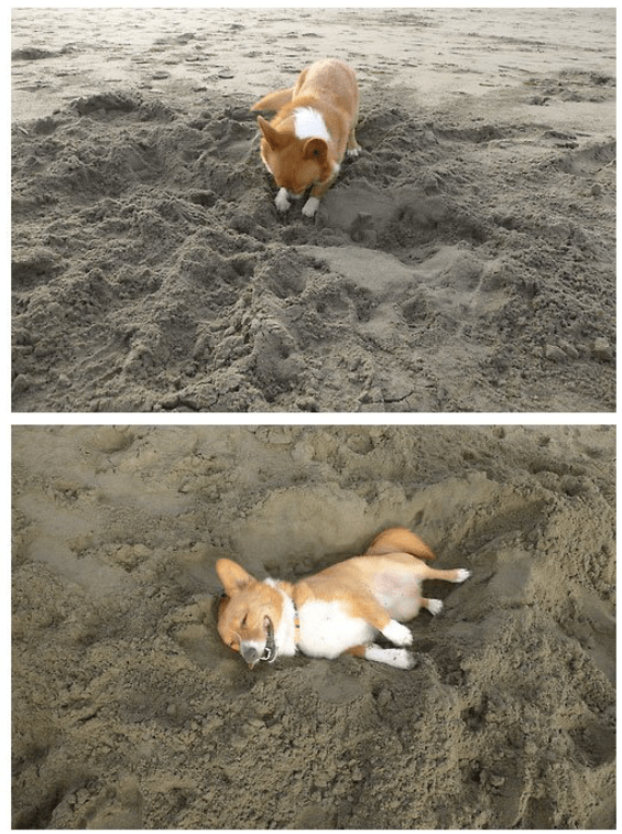 Completely and Utterly Satisfied - Puppies Make Me Happy