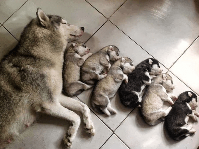 Like Mommy Like Daughter and Son - Puppies Make Me Happy