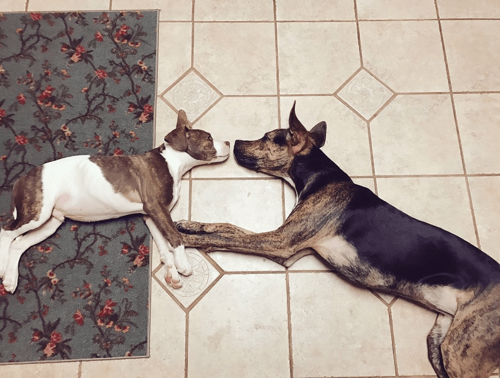 Michelangelo's Puppies - Puppies Make Me Happy