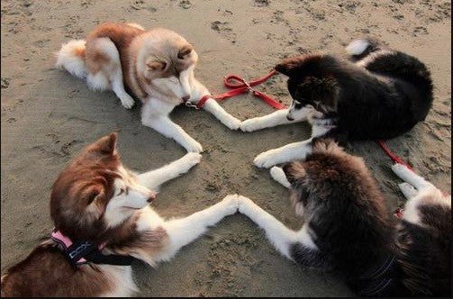 Super Secret Society - Puppies Make Me Happy