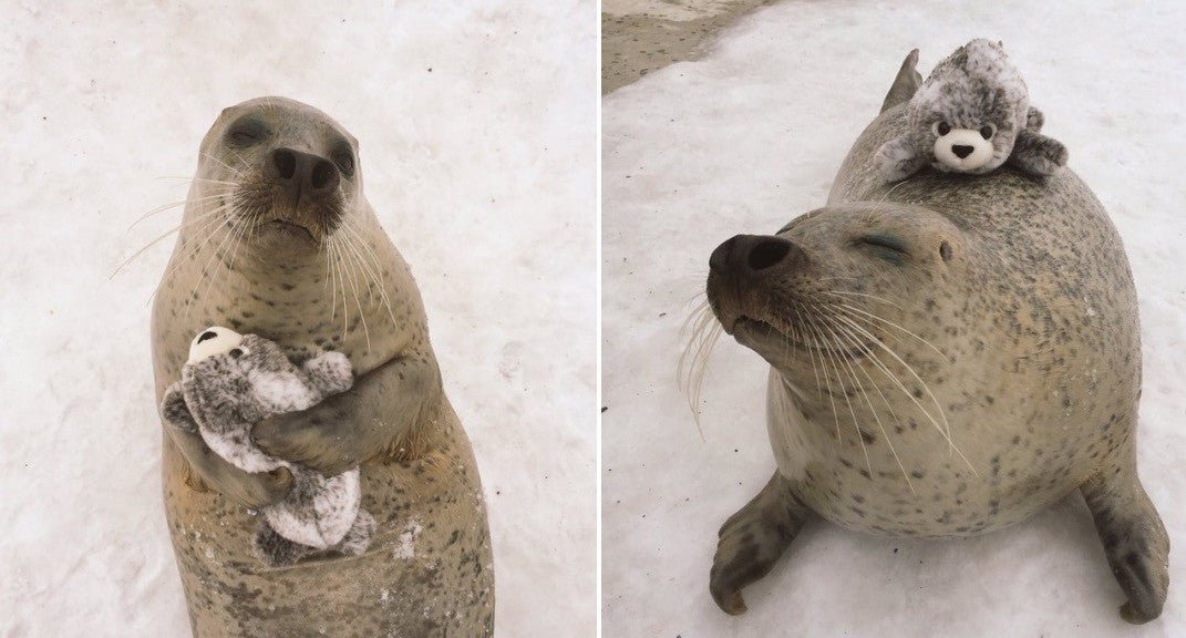 Puppy Like Sea Lions - Puppies Make Me Happy