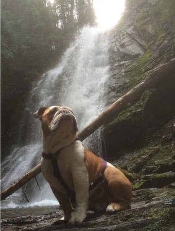 Who's a Good Boy? 1 - Puppies Make Me Happy