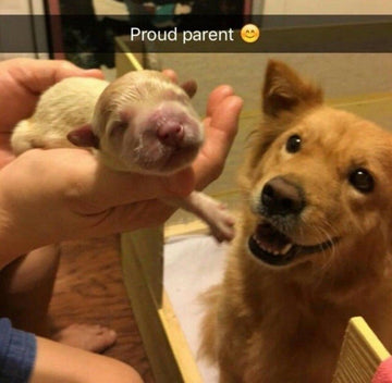 Well Would You Look At That! - Puppies Make Me Happy