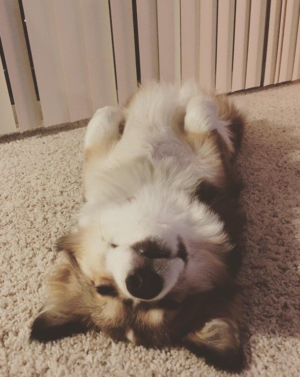 TGIF! - Puppies Make Me Happy