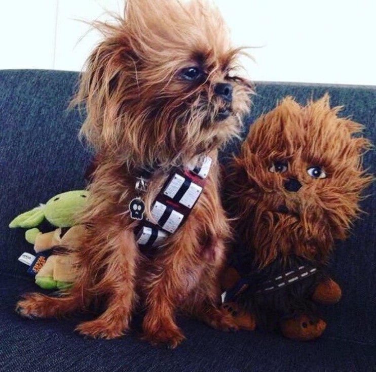 Thats it, Internet. - Puppies Make Me Happy