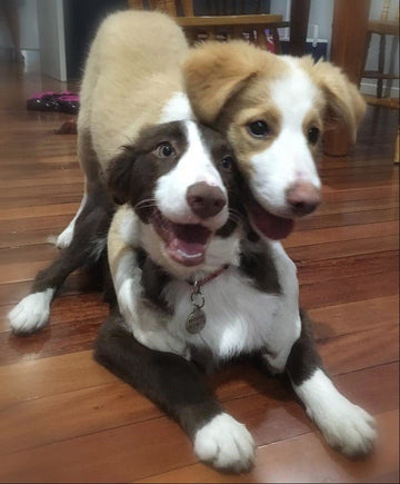 Me When My BF is Visiting - Puppies Make Me Happy