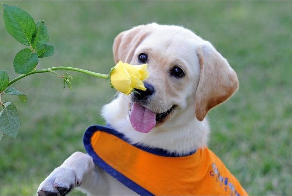 Spring Has Sprung! 1 - Puppies Make Me Happy
