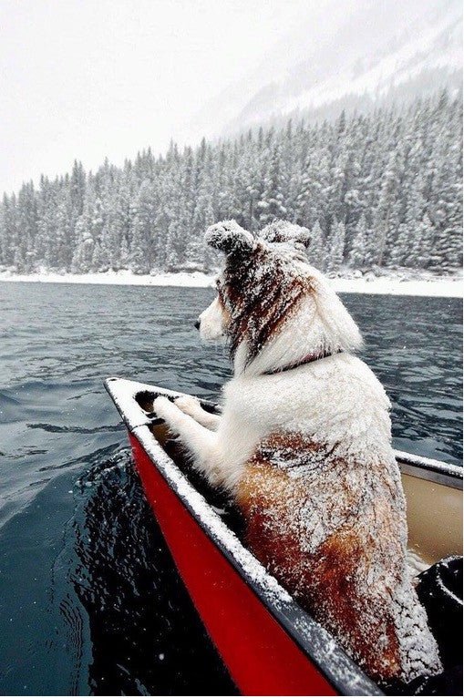 Spring? Where Are You?? - Puppies Make Me Happy