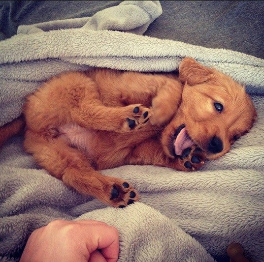 Perfect Tuesday Morning - Puppies Make Me Happy