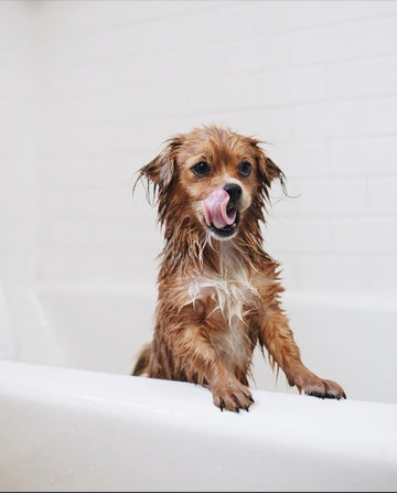 So Fresh and So Clean - Puppies Make Me Happy