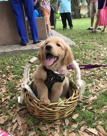 It's Spring! - Puppies Make Me Happy